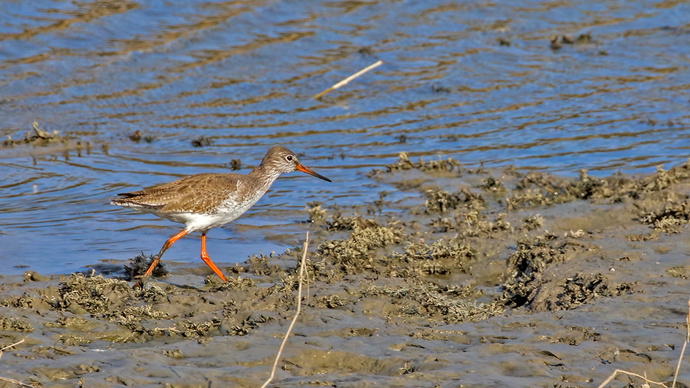 Common Redshank